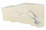 Cretaceous Lobster (Pseudostacus) Fossil - Lebanon #376337-1